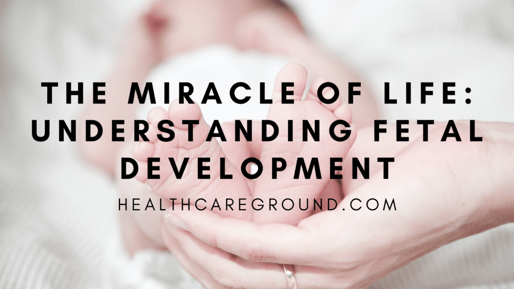 The Miracle of Life Understanding Fetal Development